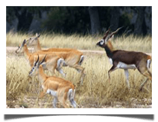 BLACKBUCK ANTELOPE