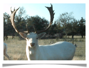 FALLOW DEER